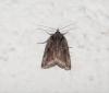Nycteola sp.